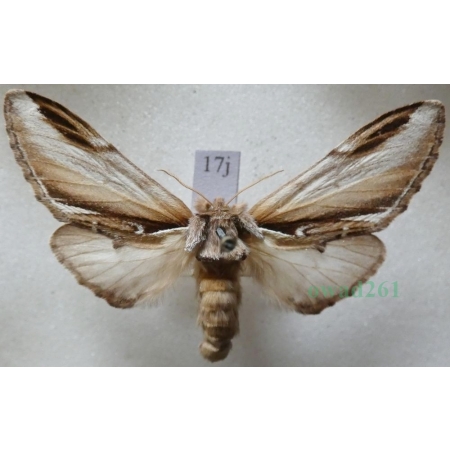 Pheosia gnoma (Fabricius, 1776) Garbatka brzozówka Czech17j